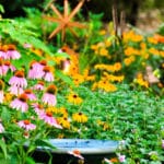 Summer Garden Summer Garden