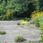 Patio with Wild Flowers Patio with Wild Flowers