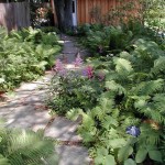Walkway with Ferns