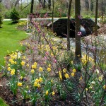 Spring bulbs Spring bulbs