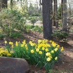 Daffodils