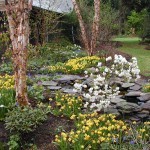 Garden Pond in Spring