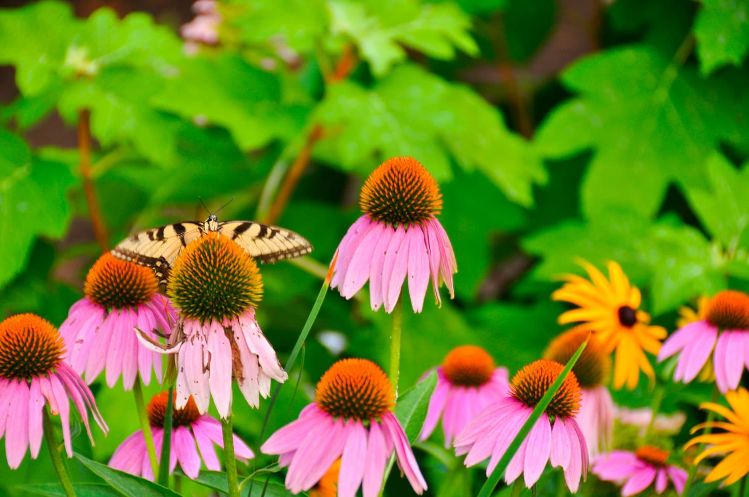 Landscape Design Malvern Naturescapes Landscaping