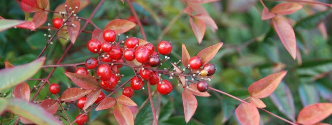 Nandina