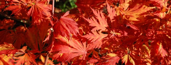 Full Moon Maple