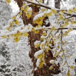 Spring Shrub, Witch-hazel