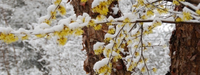 Spring Shrub, Witch-hazel