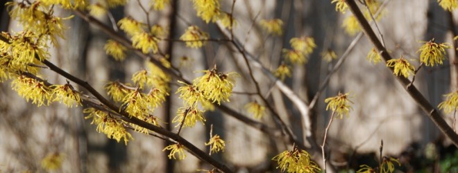 Edge beds, Hamamelis