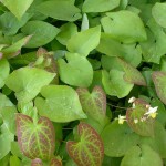1. Perennial, Epimedium,