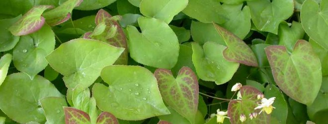 1. Perennial, Epimedium,