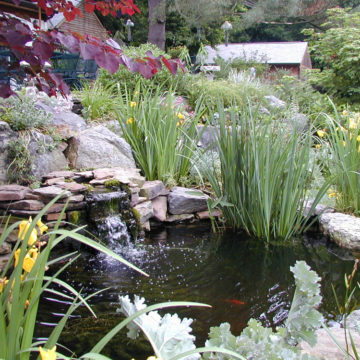 Water garden pond with flowers