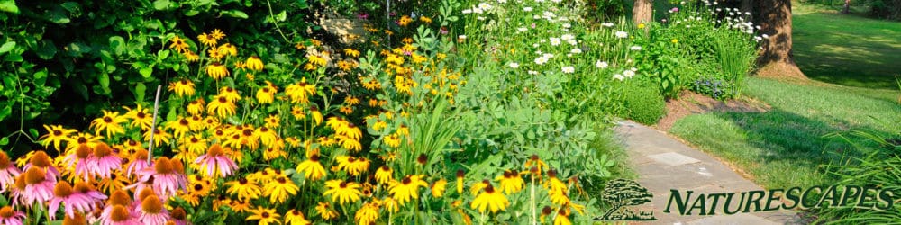 Side Walkway and Garden in our Montgomery County landscape design