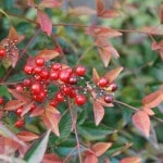 Nandina