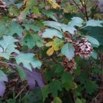 Oakleaf Hydrangea