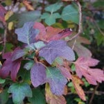 Oakleaf Hydrangea