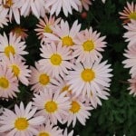 Sheffield chrysanthemum