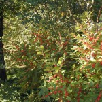 Winterberry Holly in fall with leaves