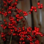 Winterberry Holly winter