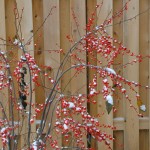 Winterberry Holly with ice