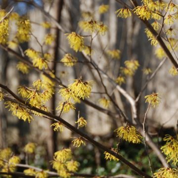 Edge beds, Hamamelis