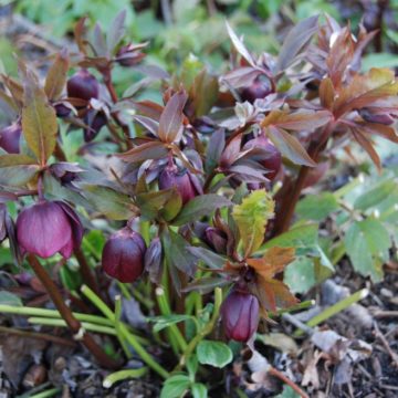 Clean out beds, Hellborous plant