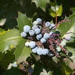 Spring Shrub, Oregon Grape Holly