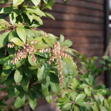 Fertilize, Pieris japonica