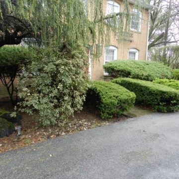 Overgrown plants Villanova