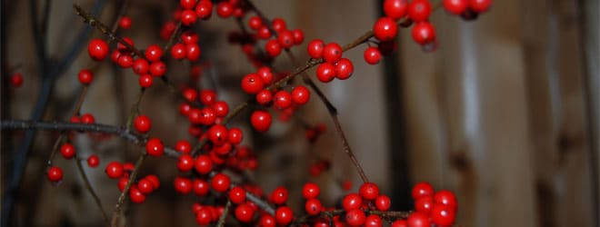 Blog-2-Winterberry-Holly-winter