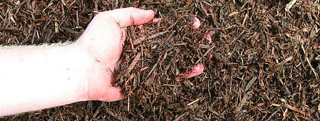 Blog-4-dyed_brown_mulch1-660x250