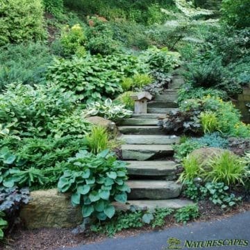 main line steps and side yard