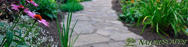 banner-1