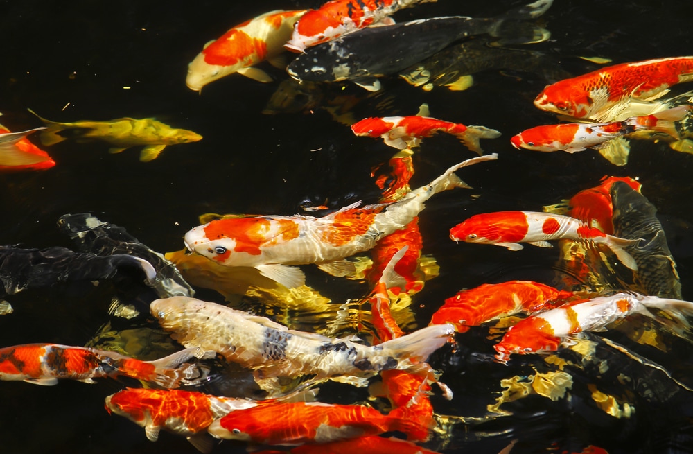 koi pond