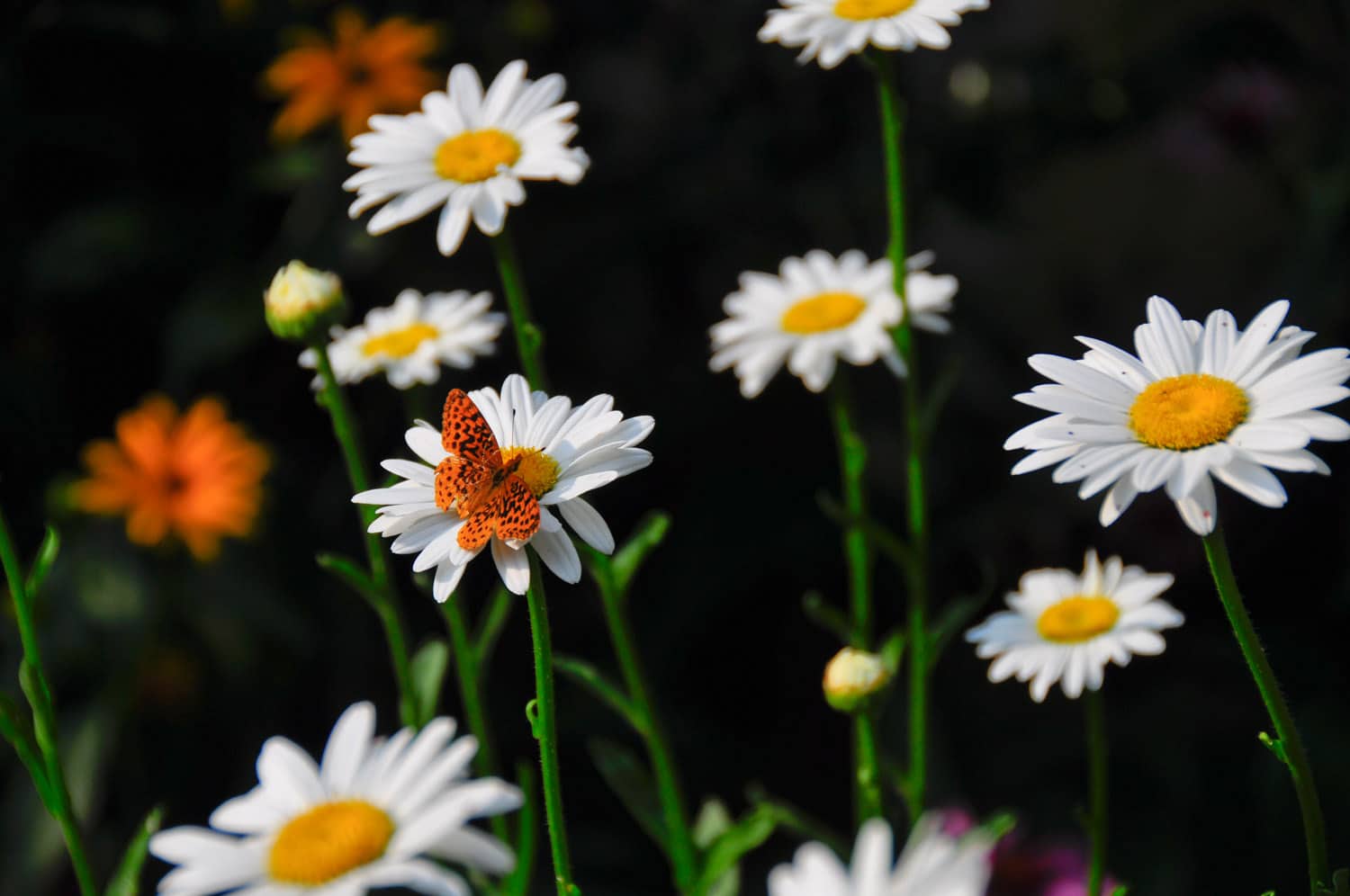 Landscape Design Newtown Square Naturescapes Landscaping