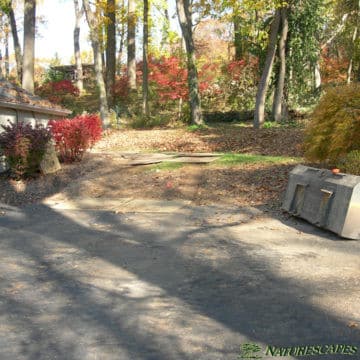 Wayne backyard before photo