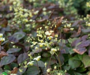 Epimedium