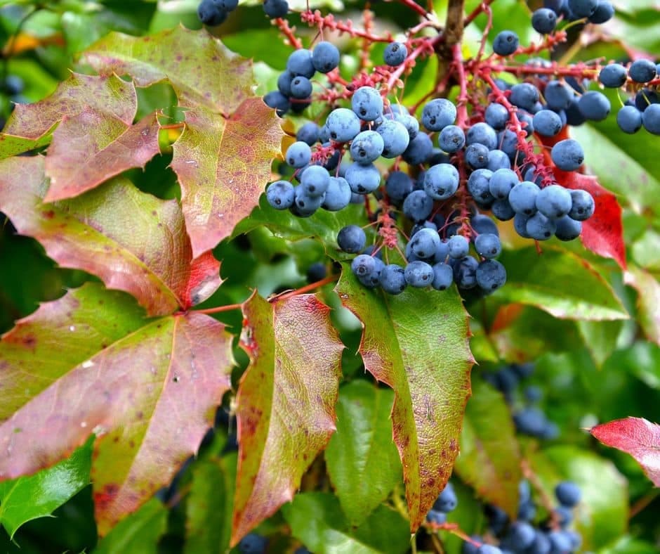 mahonia