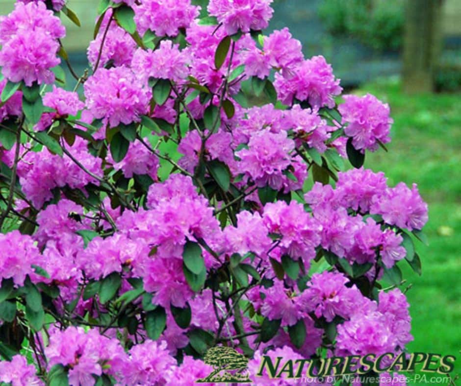 Rhododendron P.J.M.