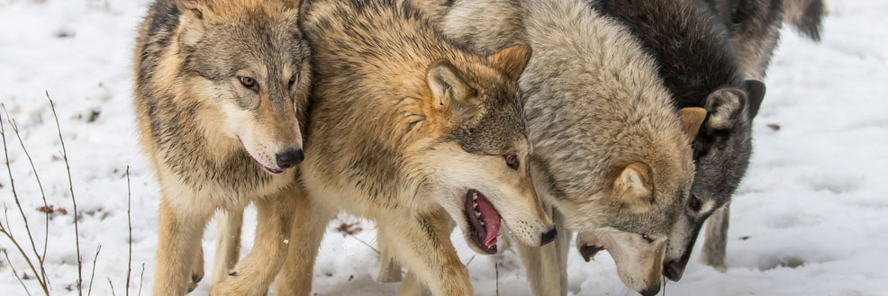 How Wolves Change Rivers - Naturescapes