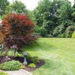 Japanese Tree in Malvern