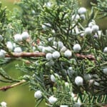 Juniperus Virginiana