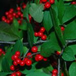 Winterberry Holly