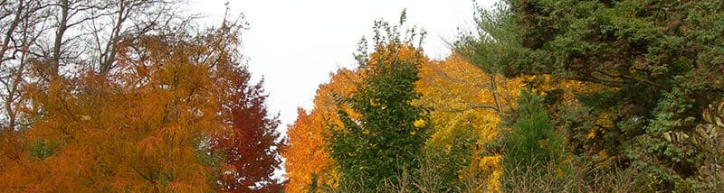 Fall Foliage