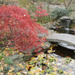 Fall Japanese maple