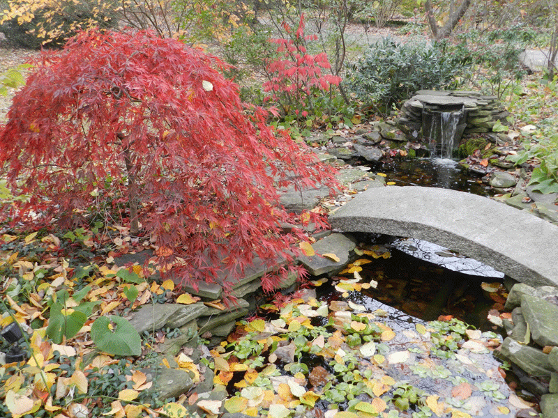 Fall Japanese maple