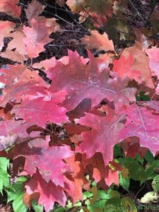 Oak Leaves