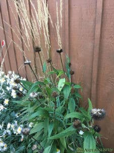 Seed heads of Purple Coneflower