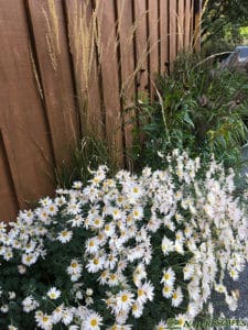 Sheffield chrysanthemums