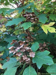 Oakleaf Hydrangea