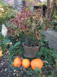 Fall Pumpkins Show Off in Front of Annuals and Perennials